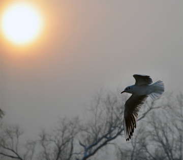 Fly into the sun