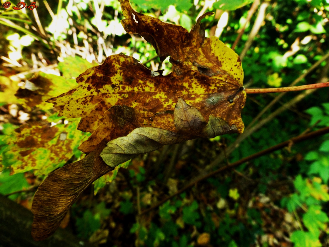 Blatt