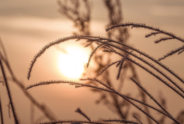 Blades of grass covered with frost