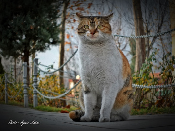 KEDİDİR KEDİ