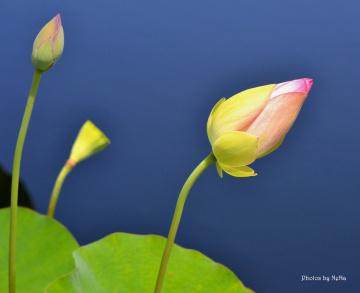 Lotus