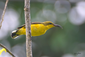 Sunbird
