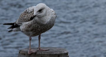 A Lonely Seagull...