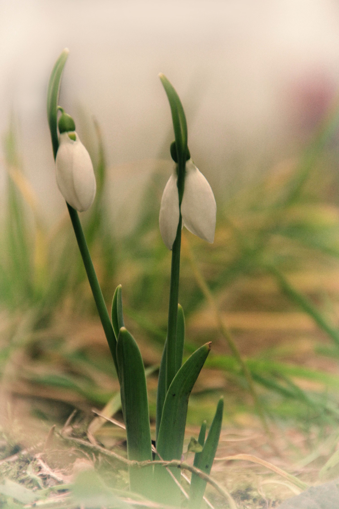 snowdrops