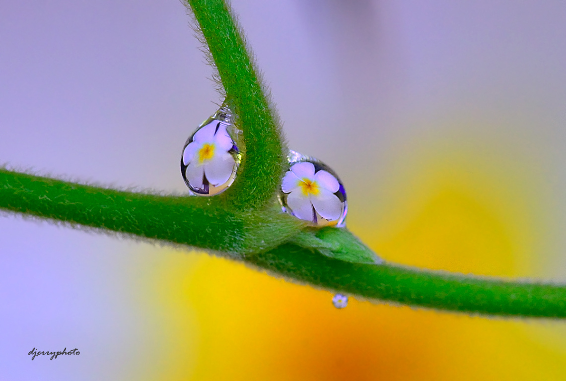 Two dews.
