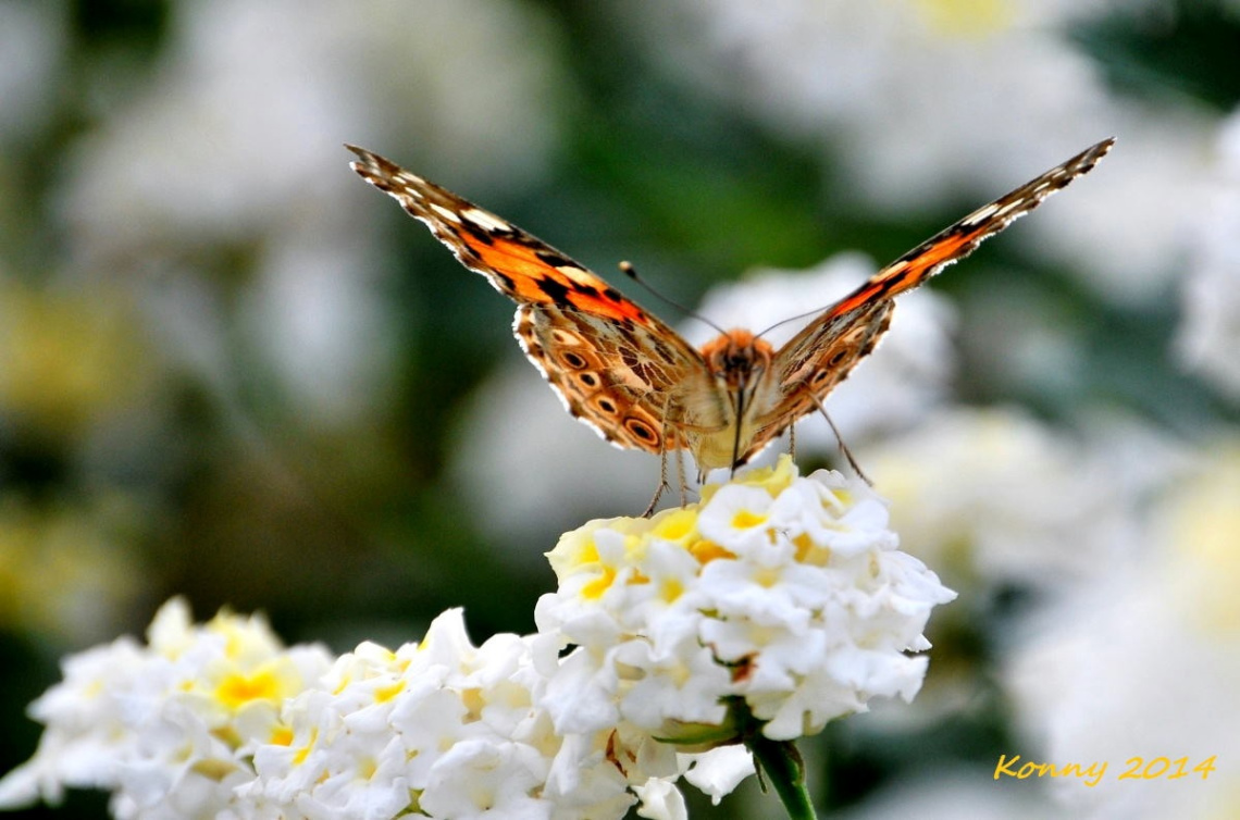 flower & the butterfly 