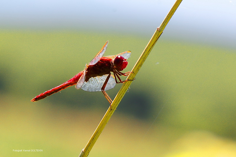 dragonfly