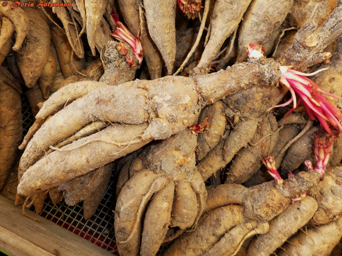 Wurzel, Knollen