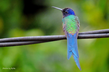 Hummingbird