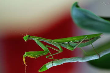 Peygamber Devesi / Mantis
