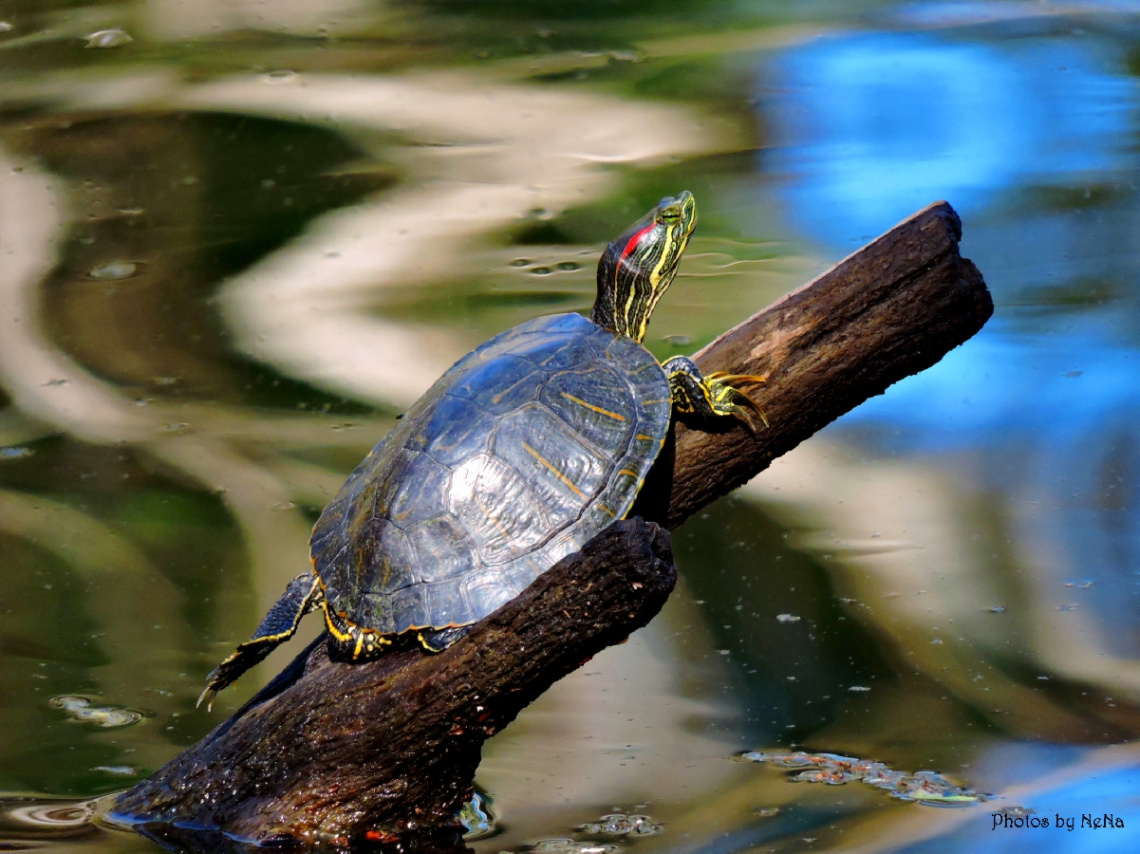 Freshwater Turtle
