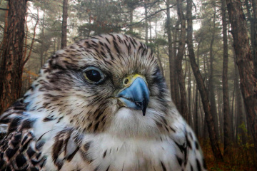 king of the forest