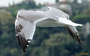 Martı