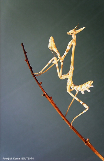 mantis