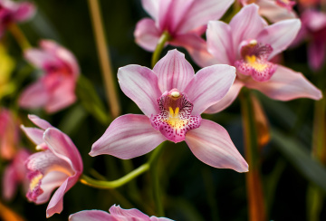 Orchidee