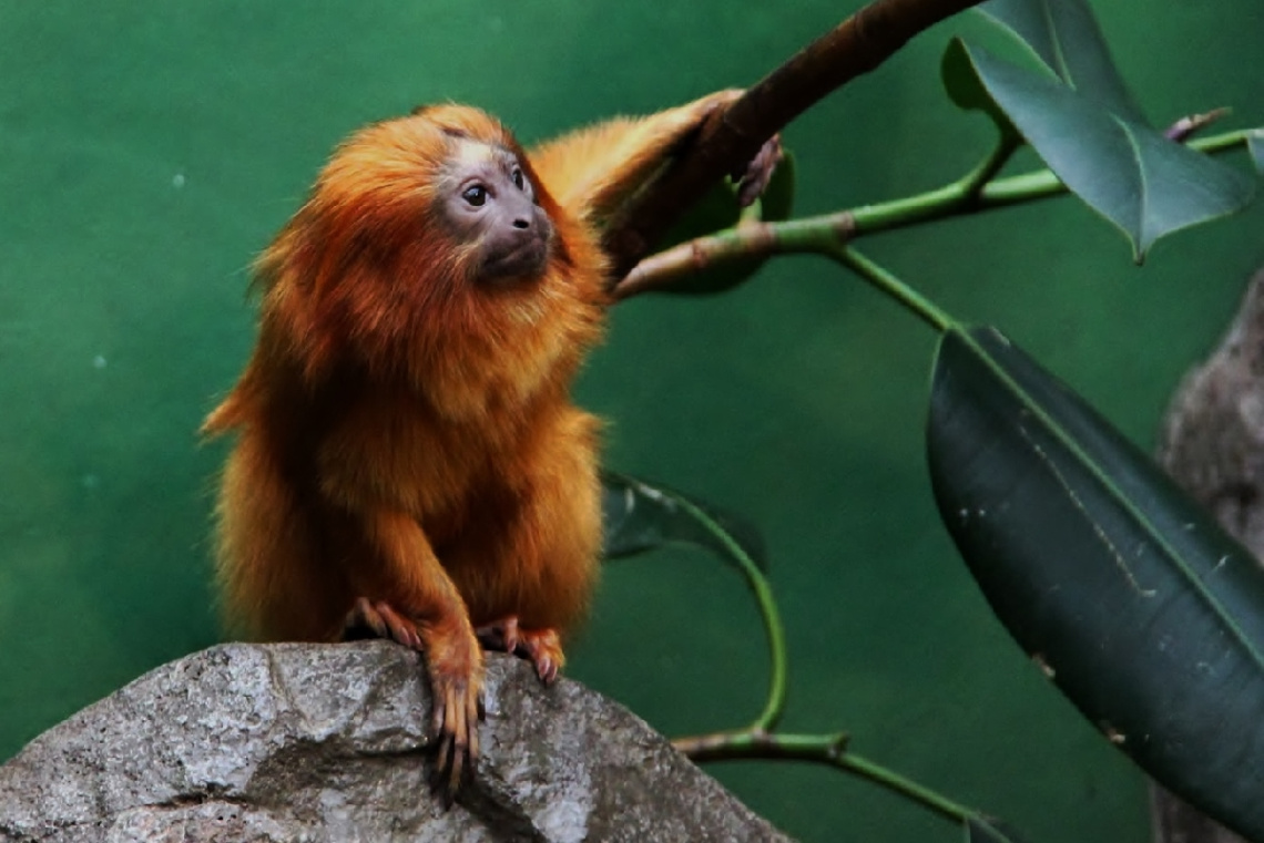 A Moment With A Lion Monkey...