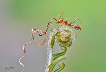 Ant