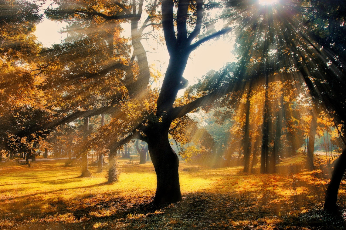 sunlight