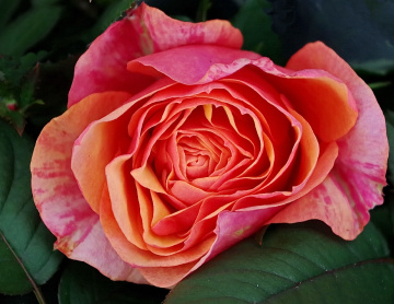 shaded rose