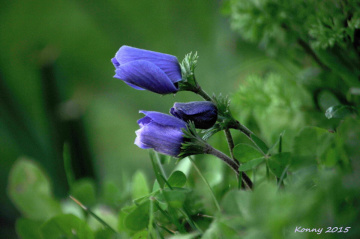 wild tulips.. 