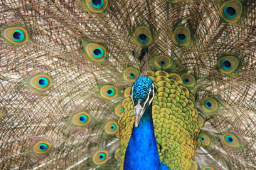 Peacock Moment 