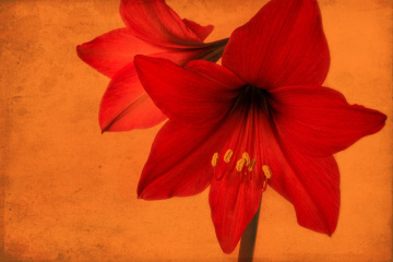 Amarilis