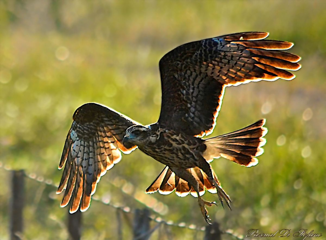 Golden Flight