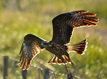 Golden Flight