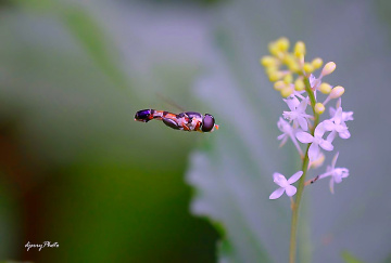 Hoverfly