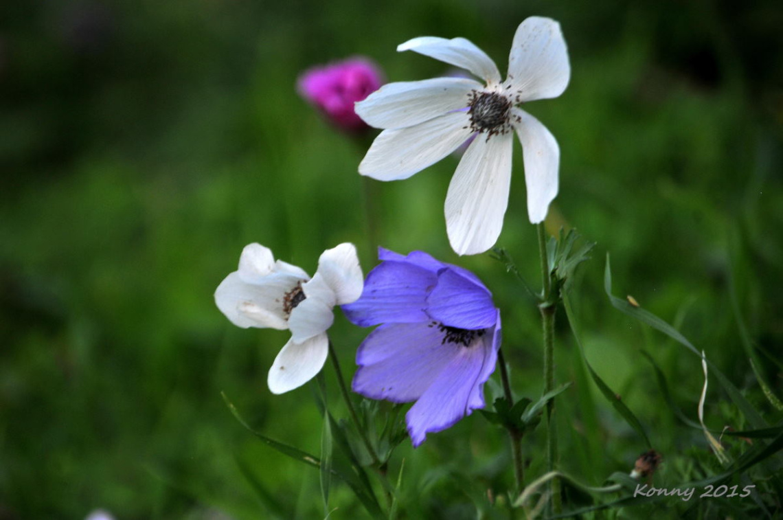 wild tulips