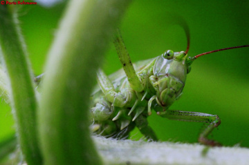 Grünes Monster