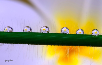 six dews