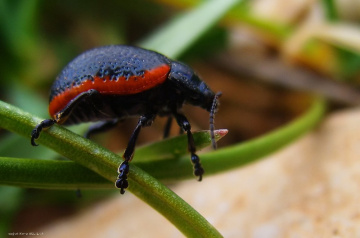 bug