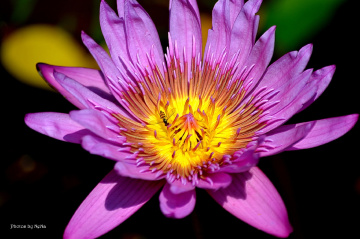 Nymphaea