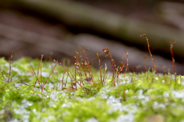 Frozen Moss