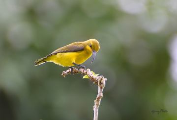Sunbirds