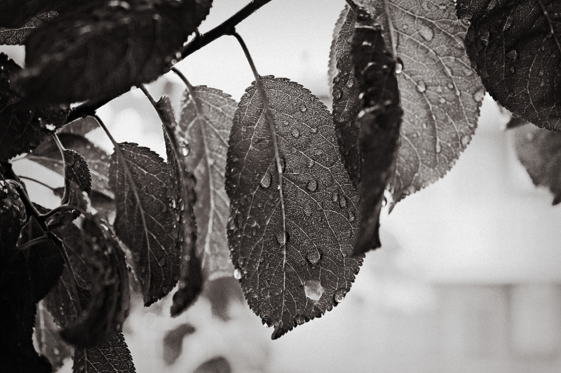MACRO&BW