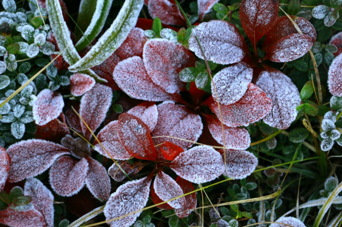 Frosted grass
