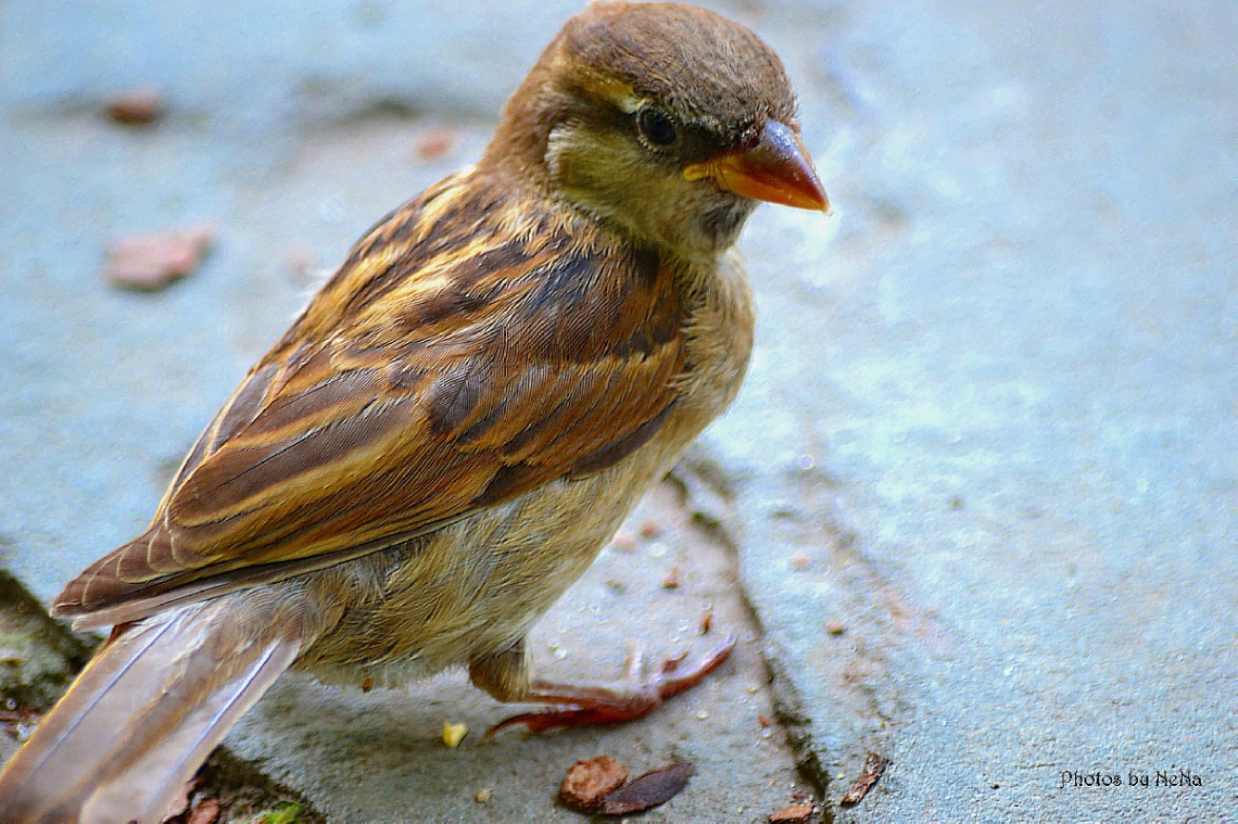 Sparrow