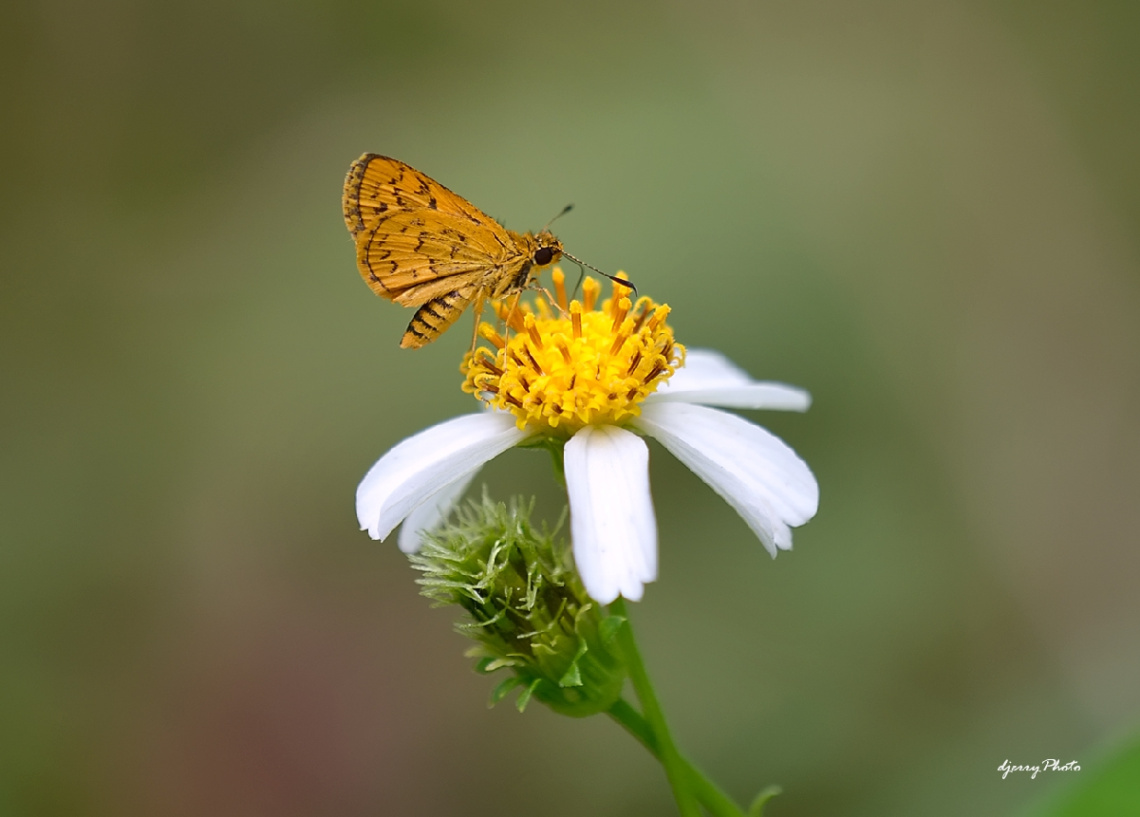 On flower