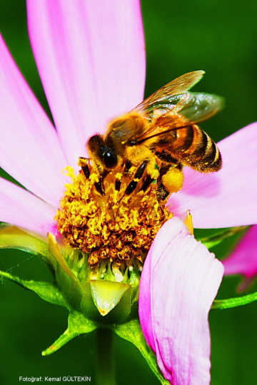 bee