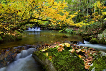 Sonbahar-Autumn