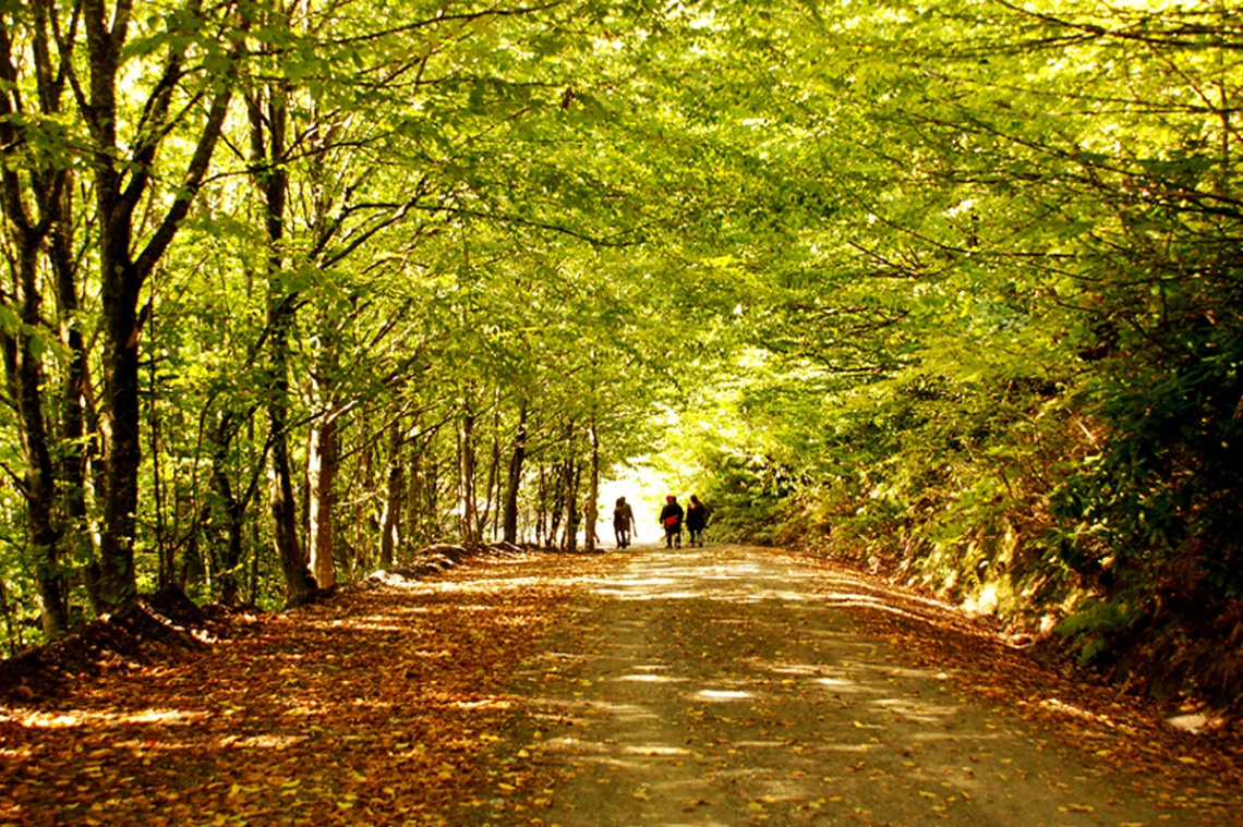 Yeşil Yol