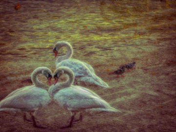 swan lake