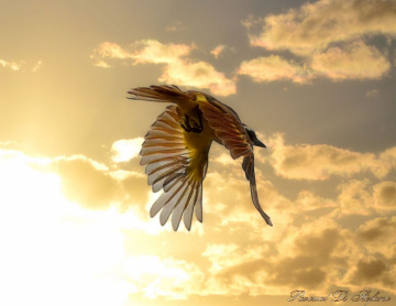 Volando al Sol