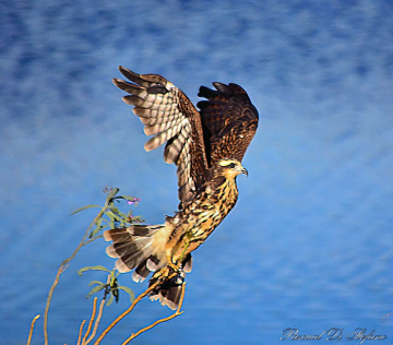 Flying Dancer