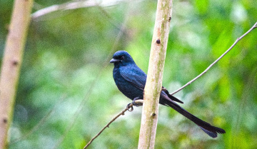 The Black Drongo / King Crow