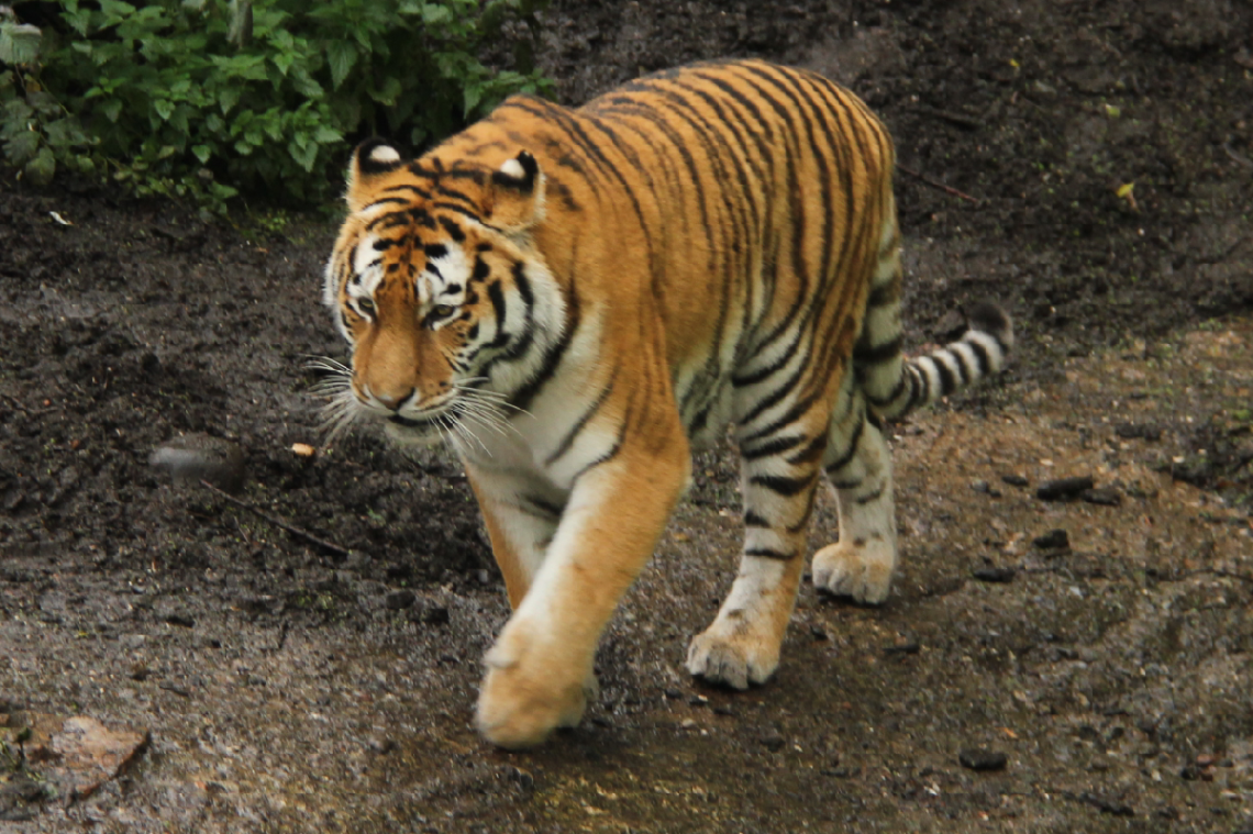 I Love Tigers...