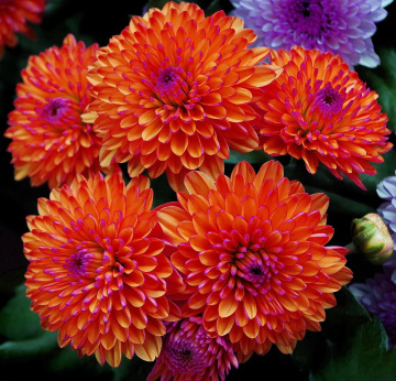 chrysanthemums