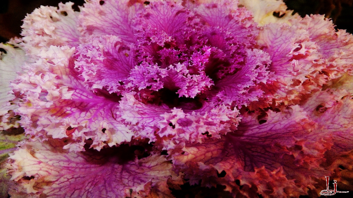 living fractal